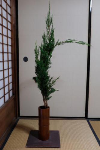 Seika with juniper
